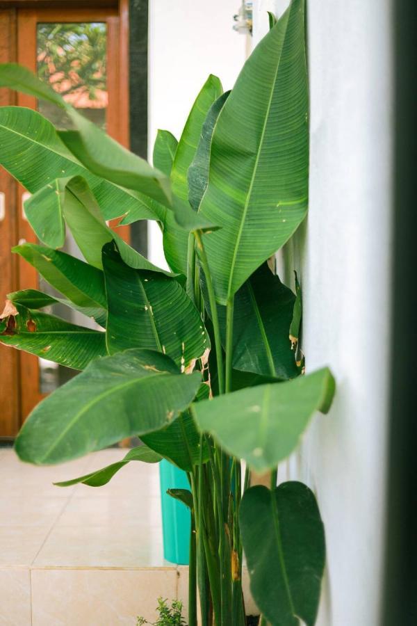 Adi Guest House Canggu  Ngoại thất bức ảnh